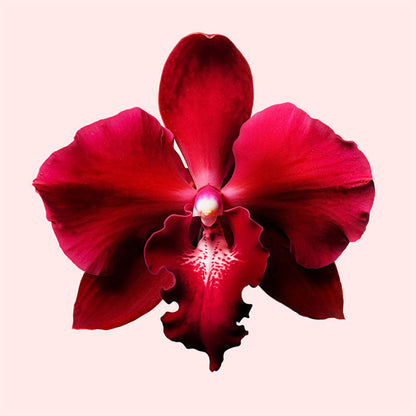 Viktor and Rolf - Flowerbomb Ruby Orchid (Eau de Parfum)